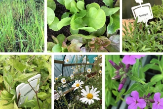 Brockholes Flowers Collage