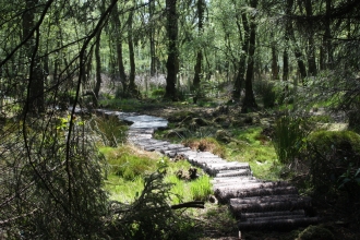 A wooden walkway through Moor Piece nature reserve
