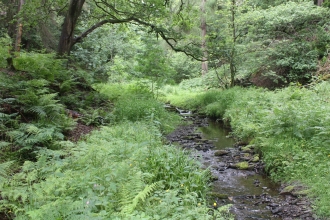 A river leading through the vegetation at Dean Wood nature reserve