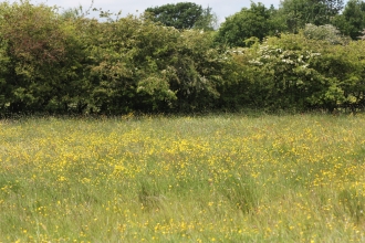 A field of wildflowers at Cutacre nature reserve