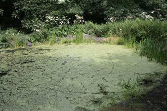 The pond at Summerseat nature reserve