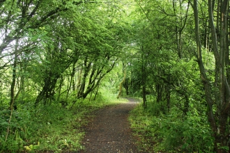 A tunnel of trees leading through the Lightshaw Meadows nature reserve