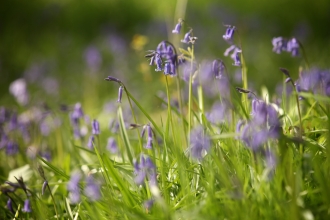 Bluebells at Brockholes