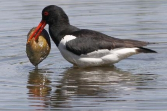 Oystercatcher