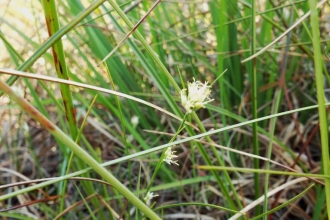 White Beak Sedge