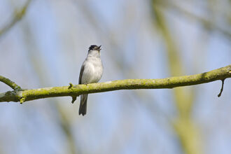 A blackcap perched on a tree branch and singing