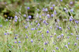 Rows and rows of Devil's-bit scabious in a wildflower meadow