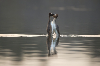 Great-crested grebes performing their amazing courtship display