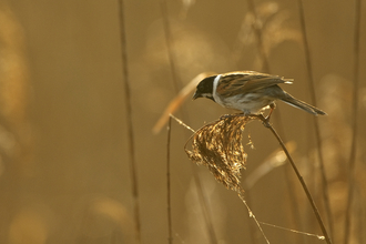 Nature Reserves The Wildlife Trusts