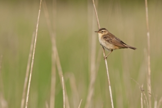A sedge warbler clinging onto a strand of grass