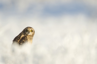 A short-eared owl sitting in the snow and looking into the camera