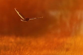 A short-eared owl flying over a field bathed in orange light from the sunset