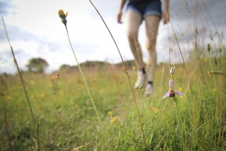 A visitor to a nature reserve walking past a bee orchid