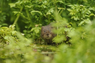 A water peeking out from behind lush green vegetation