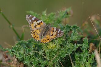 Painted Lady Butterfly