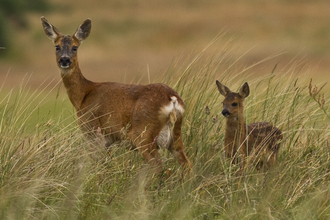 Roe Deer and young