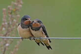 Swallows