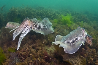 Cuttlefish by Alexander Mustard/2020VISION