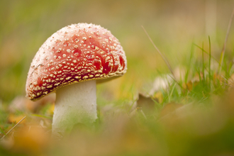 Toadstool