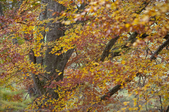 Autumn Trees