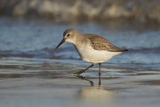 A dunlin walking through shallow water in an estuary