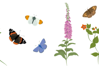 Pollinators and flowers illustration
