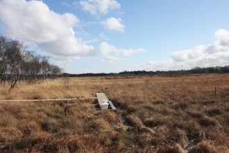 A wooden walkway at Astley Moss nature reserve