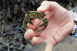 Shoresearch attendee holding up a shore crab found during the event