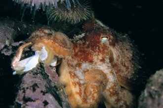 An octopus hiding between rocks in the Irish Sea