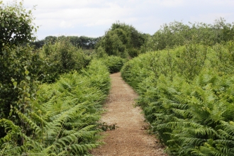 A footpath leading through the ferns on Cadishead Moss