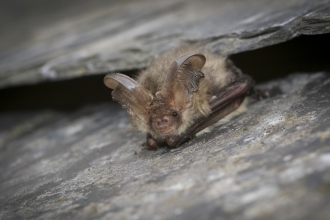 A brown long-eared bat resting on a roof tile