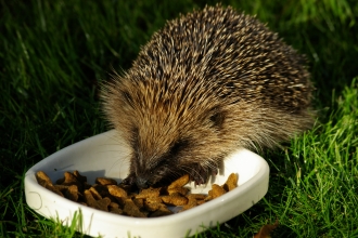 A hedgehog eating cat food in a garden at night