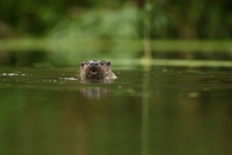 An otter swimming towards camera along a lush waterway