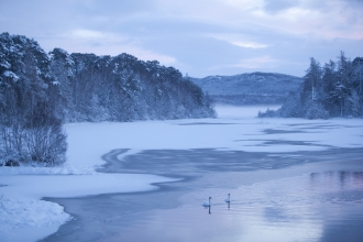 Two swans swimming across a frozen lake at sunrise