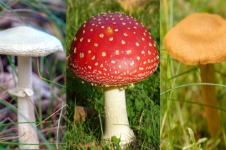 A collection of fungi found at the Mere Sands Wood nature reserve