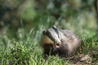 A badger standing on grass and eating