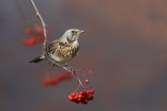 A fieldfare sitting on a branch covered in red berries