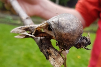 bird skull