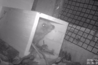 Trail camera footage of a hedgehog sniffing the air as it steps out of a hedgehog house