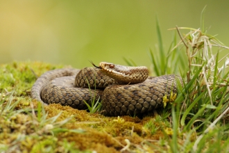 An adder basking on a mossy mound, tasting the air with its tongue