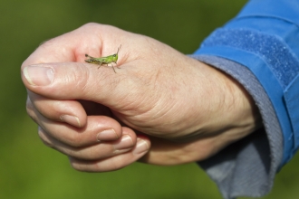 A grasshopper sitting on a man's hand