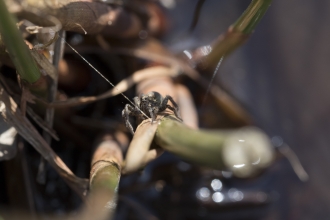 A wolf spider spinning thread on a stick in a garden