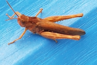 A brown grasshopper sitting on a blue bench