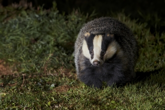 A badger walking towards camera through the darkness at night