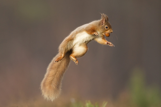 A red squirrel jumping into the air with a nut in its mouth