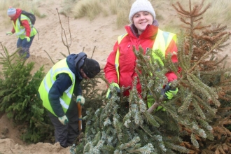 Planting Christmas trees