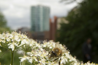 Bee on cow parsley (c) Paul Hobson
