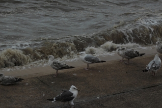 Juvenile herring gulls resting next to the water in Merseyside