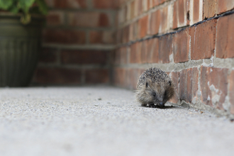 Hedgehog (c) Tom Marshall