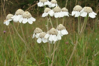 Sneezewort flowerheads at Lancashire Wildlife Trust's Heysham Moss nature reserve